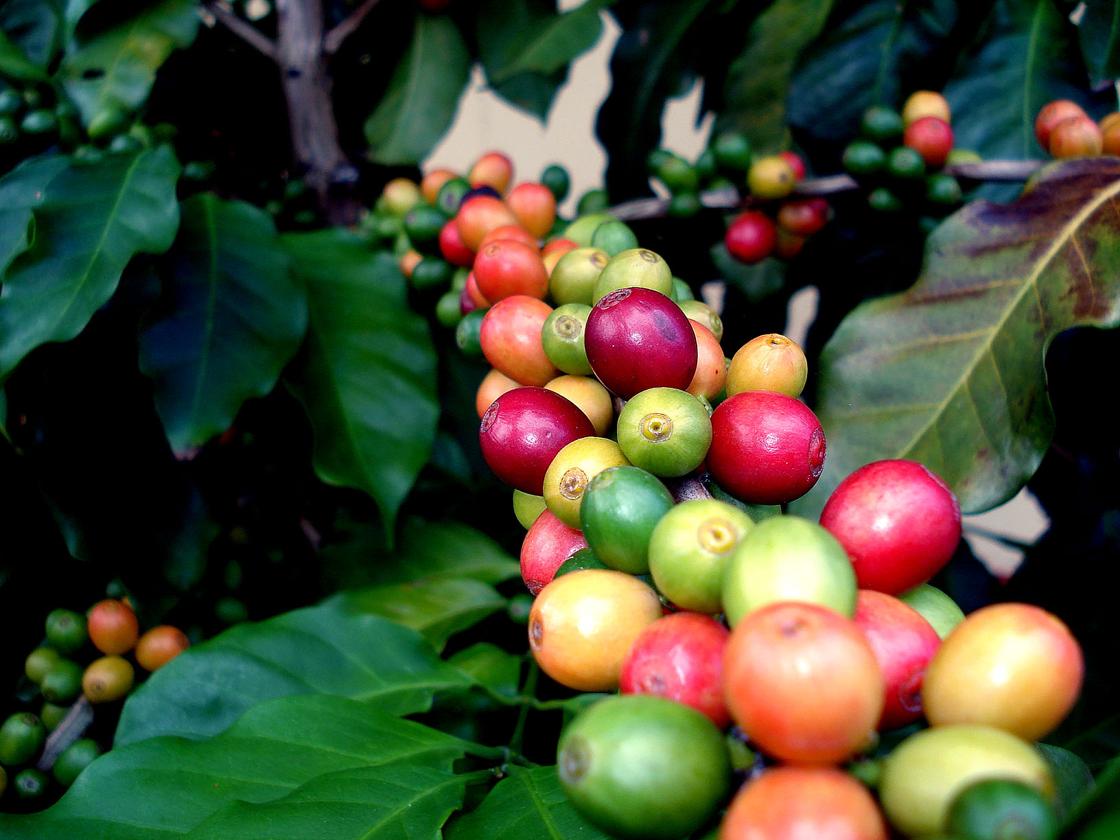 Vers gebrande specialty coffee